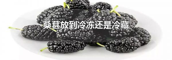 桑葚放到冷冻还是冷藏