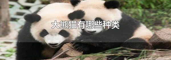 大熊猫有哪些种类