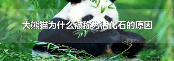 大熊猫为什么被称为活化石的原因