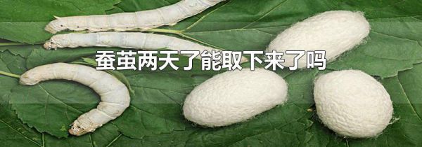 蚕茧两天了能取下来了吗