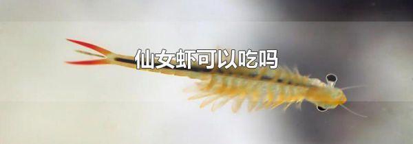 仙女虾可以吃吗
