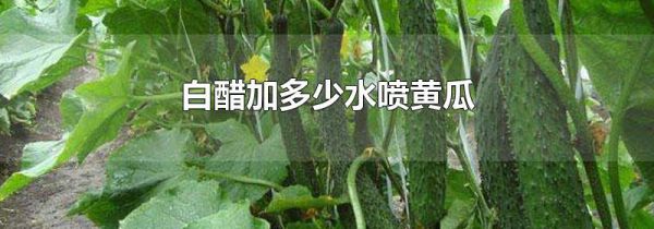 白醋加多少水喷黄瓜