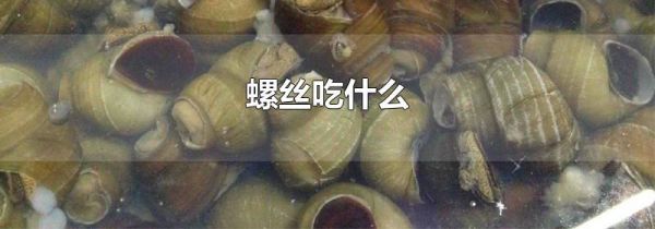 螺丝吃什么