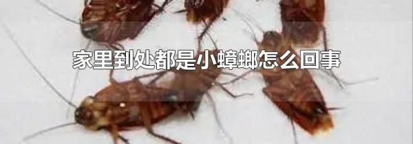 家里到处都是小蟑螂怎么回事