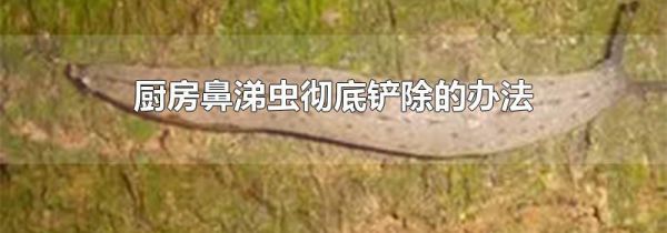 厨房鼻涕虫彻底铲除的办法