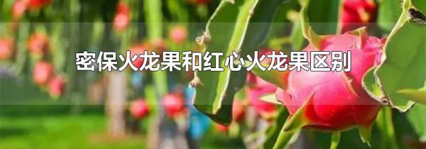 密保火龙果和红心火龙果区别