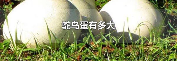 鸵鸟蛋有多大
