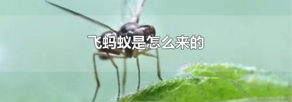 飞蚂蚁是怎么来的