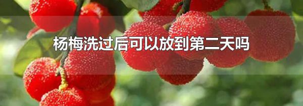 杨梅洗过后可以放到第二天吗
