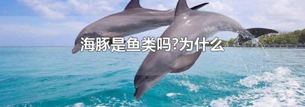 海豚是鱼类吗?为什么