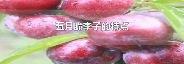 五月脆李子的特点