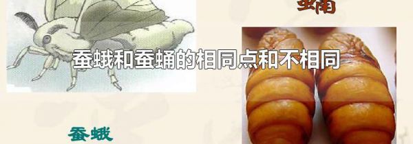 蚕蛾和蚕蛹的相同点和不相同