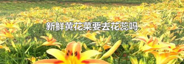 新鲜黄花菜要去花蕊吗