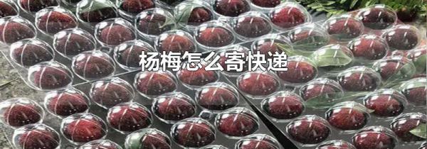 杨梅怎么寄快递