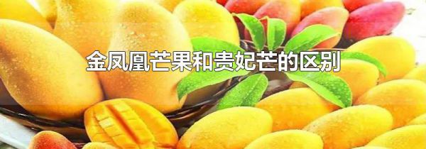 金凤凰芒果和贵妃芒的区别