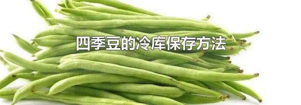 四季豆的冷库保存方法