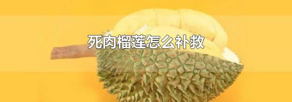 死肉榴莲怎么补救