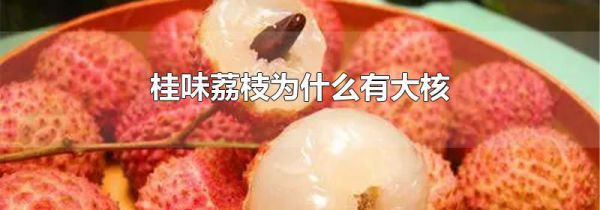 桂味荔枝为什么有大核