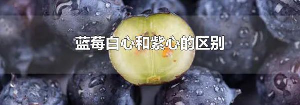蓝莓白心和紫心的区别
