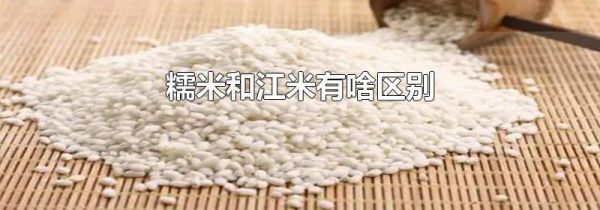 糯米和江米有啥区别