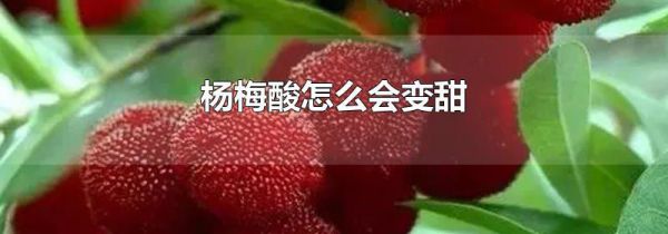 杨梅酸怎么会变甜