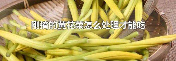 刚摘的黄花菜怎么处理才能吃