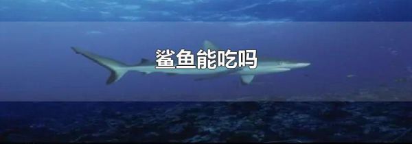 鲨鱼能吃吗
