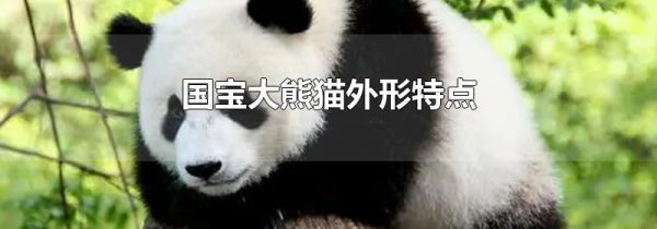 国宝大熊猫外形特点