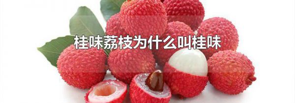 桂味荔枝为什么叫桂味