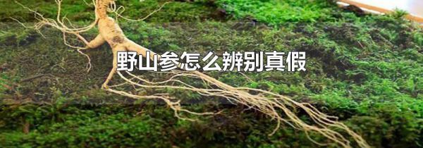 野山参怎么辨别真假