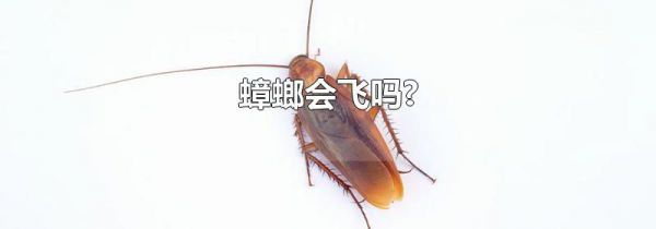 蟑螂会飞吗?