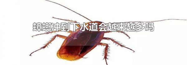 蟑螂冲到下水道会越来越多吗