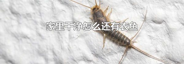家里干净怎么还有衣鱼