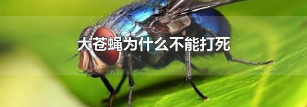 大苍蝇为什么不能打死