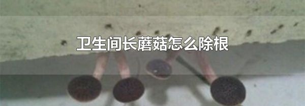 卫生间长蘑菇怎么除根