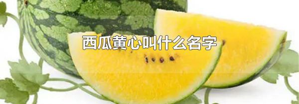 西瓜黄心叫什么名字