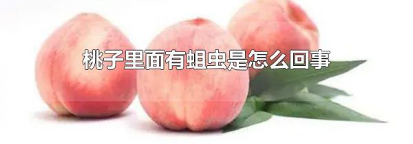 桃子里面有蛆虫是怎么回事