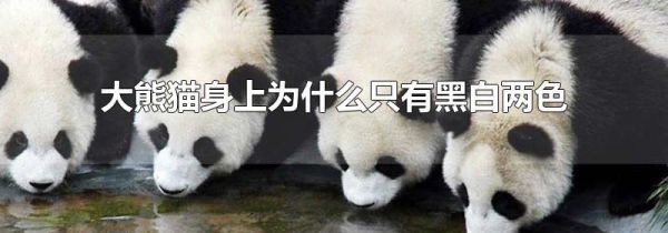 大熊猫身上为什么只有黑白两色
