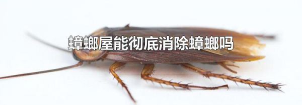 蟑螂屋能彻底消除蟑螂吗