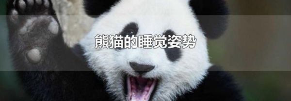 熊猫的睡觉姿势