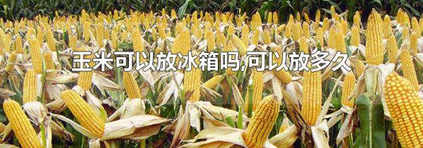 玉米可以放冰箱吗,可以放多久