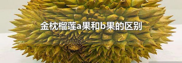 金枕榴莲a果和b果的区别