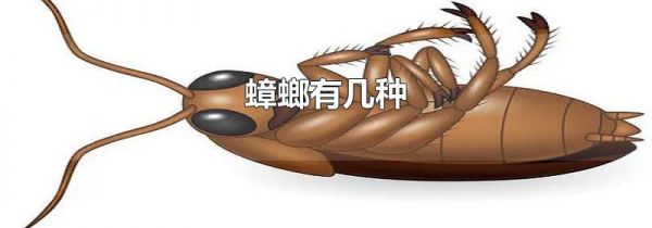 蟑螂有几种
