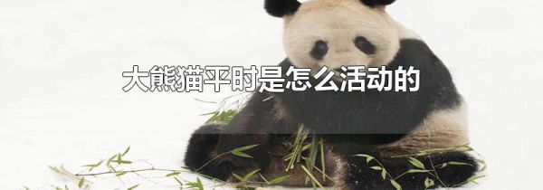 大熊猫平时是怎么活动的