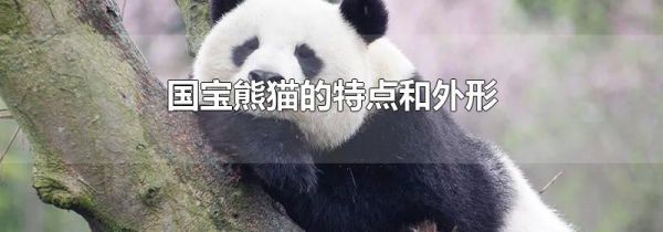 国宝熊猫的特点和外形