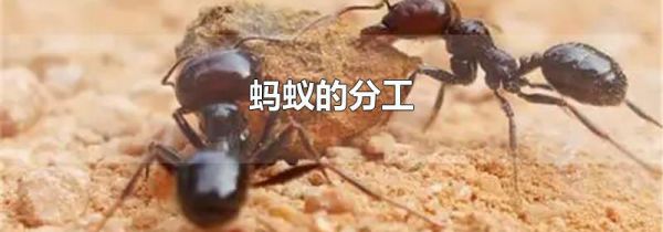 蚂蚁的分工