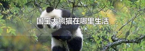 国宝大熊猫在哪里生活
