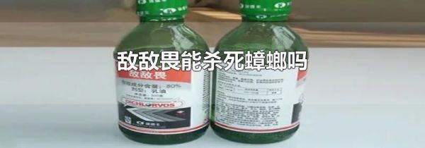 敌敌畏能杀死蟑螂吗