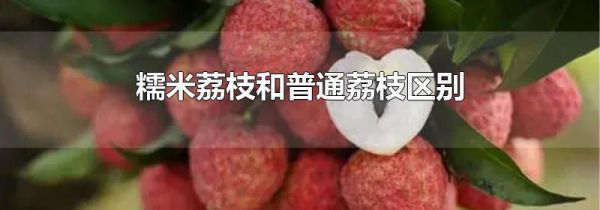 糯米荔枝和普通荔枝区别