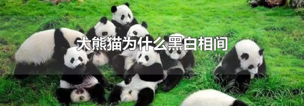 大熊猫为什么黑白相间